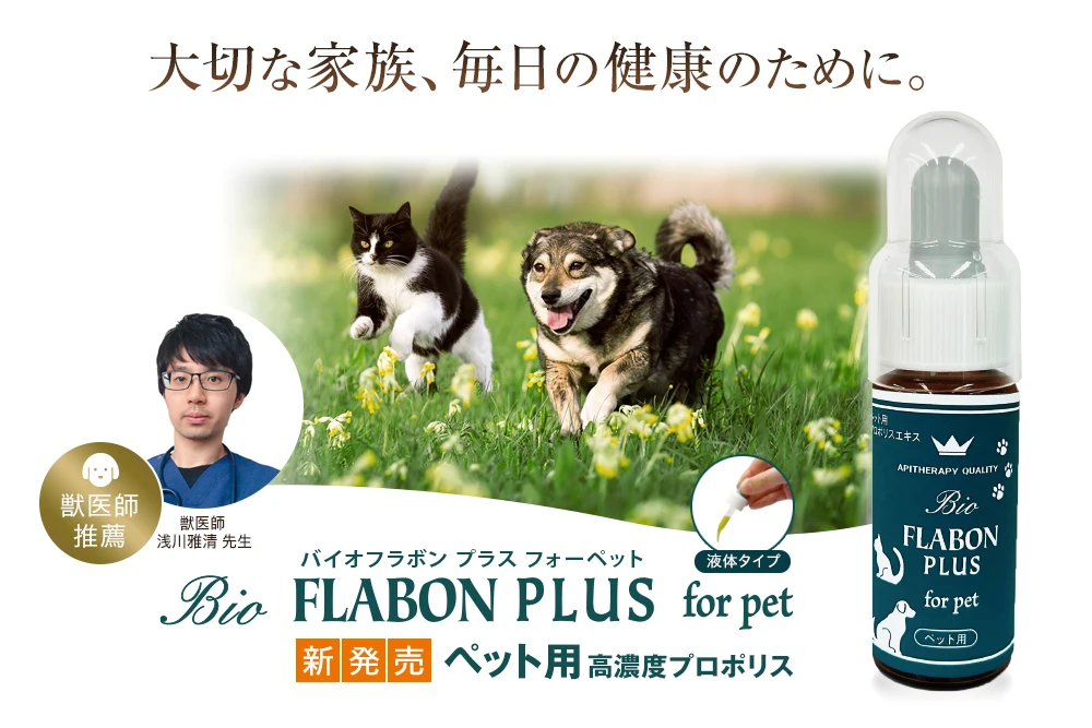 プロポリス健康増進会 | プロポリス高配合！歯周病予防の歯磨き